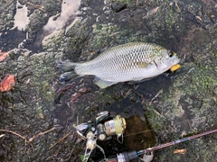 オオクチユゴイの釣果