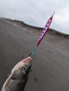 ウグイの釣果