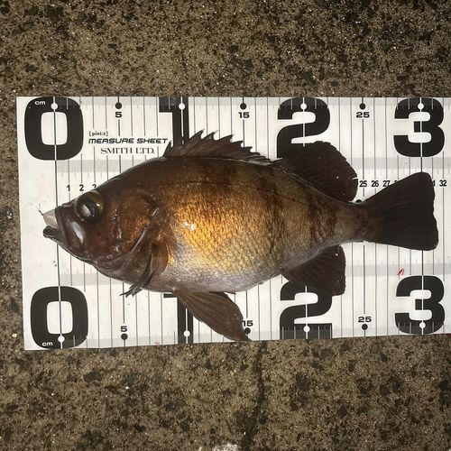 メバルの釣果