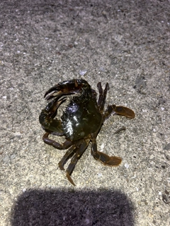 ガザミの釣果