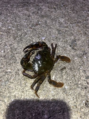 ガザミの釣果
