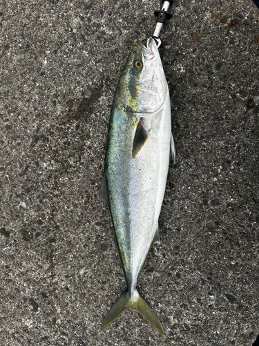 ブリの釣果