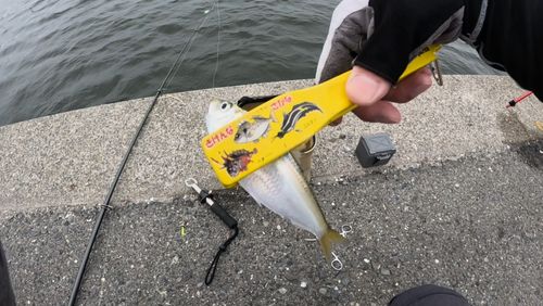 サッパの釣果