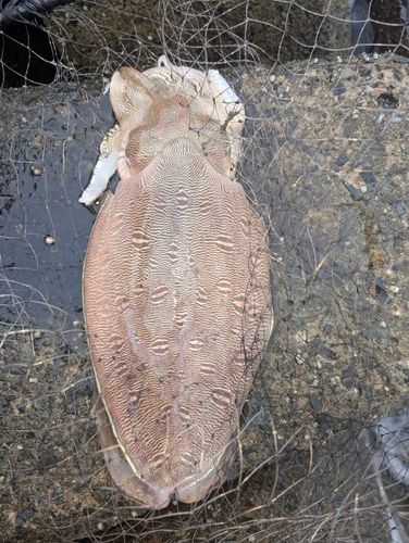 モンゴウイカの釣果