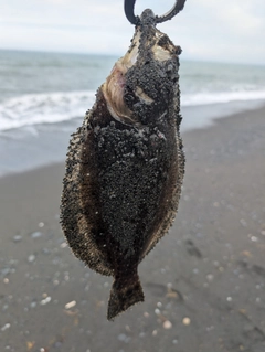 ソゲの釣果