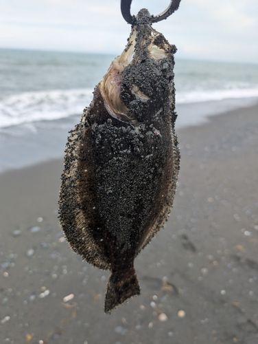 ソゲの釣果