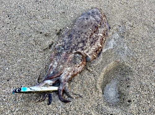 モンゴウイカの釣果
