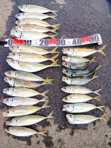 アジの釣果