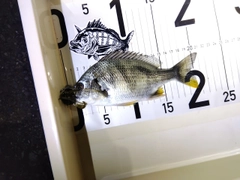キビレの釣果