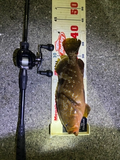 アコウの釣果