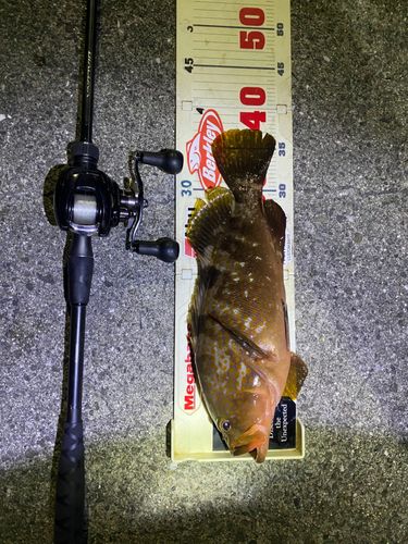 アコウの釣果