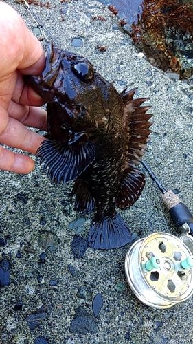 オウゴンムラソイの釣果