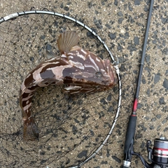 クエの釣果