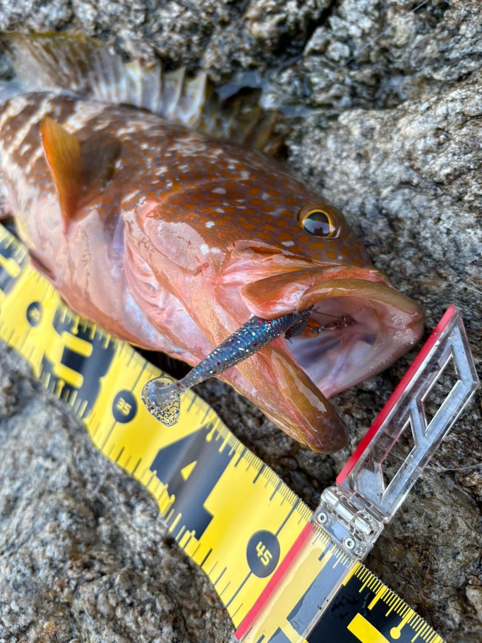 SHIMANO 22ハードロッカー SS S910H-3の最安値・インプレ・釣果 | 本音