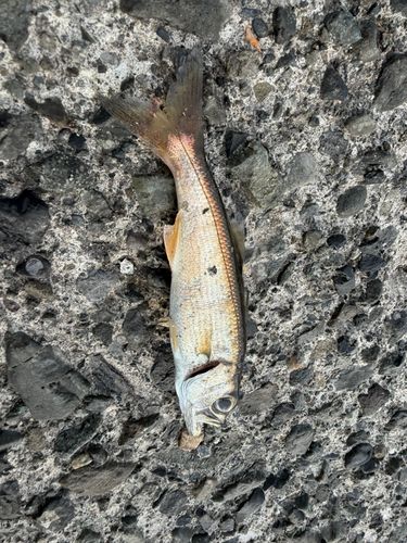 カンパチの釣果