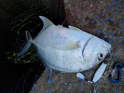 メッキの釣果