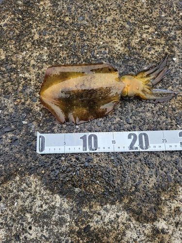 ミズイカの釣果