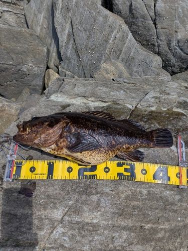 ベッコウゾイの釣果