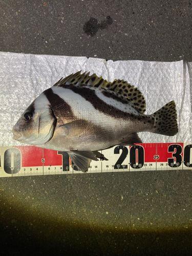 コショウダイの釣果