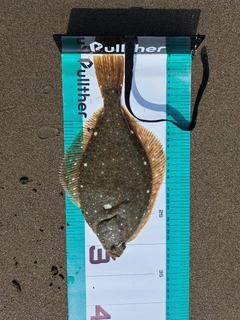 カレイの釣果