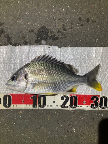 キチヌの釣果