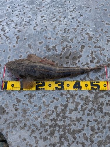 マゴチの釣果