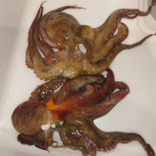 タコの釣果