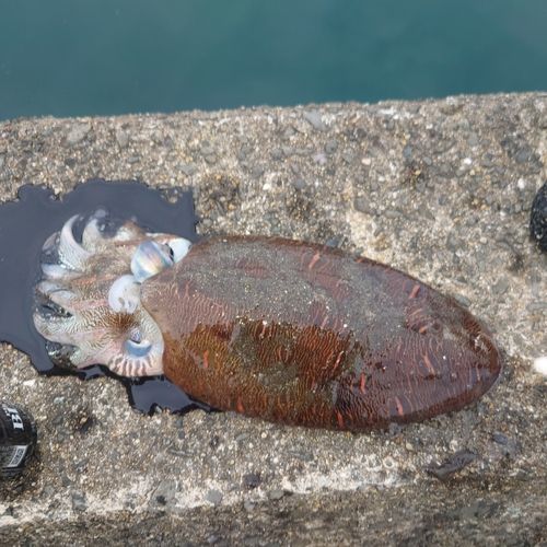 コウイカの釣果