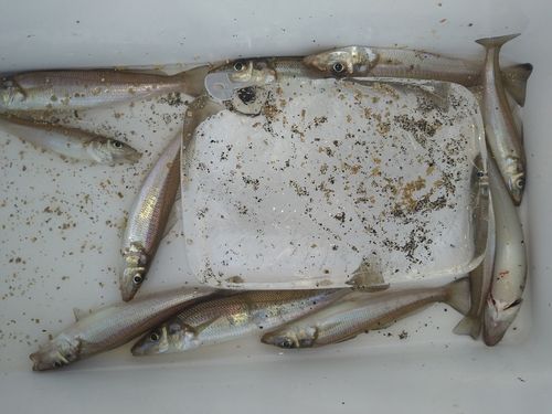 キスの釣果