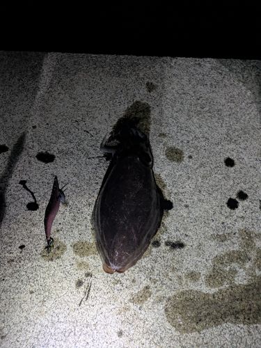 コウイカの釣果