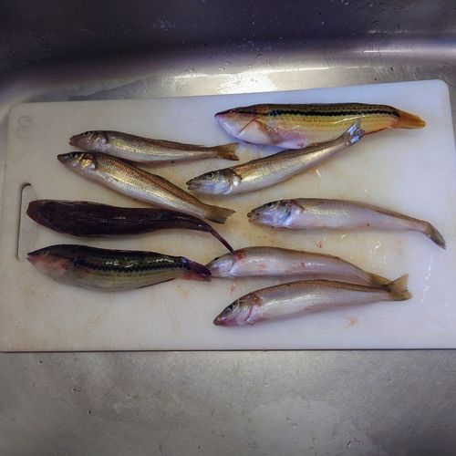 ホウボウの釣果
