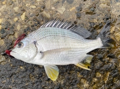 キビレの釣果