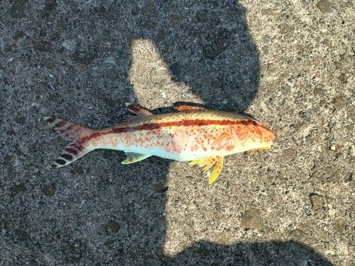ヨメヒメジの釣果