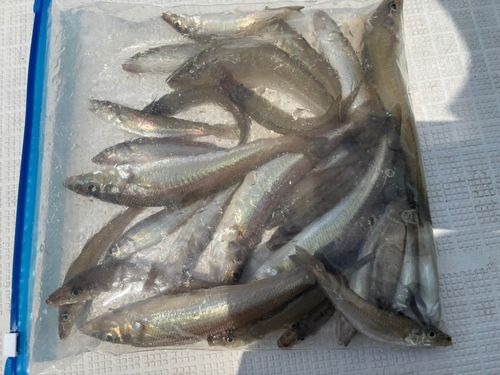 キスの釣果