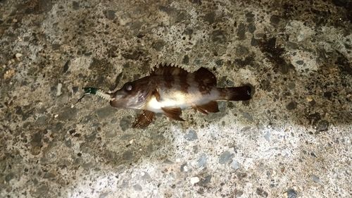 メバルの釣果