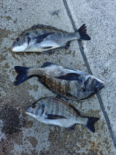 クロダイの釣果