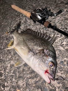 キビレの釣果