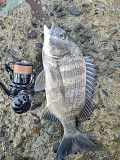 クロダイの釣果