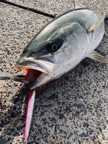 ワラサの釣果