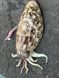 モンゴウイカの釣果