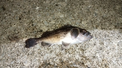 クロソイの釣果