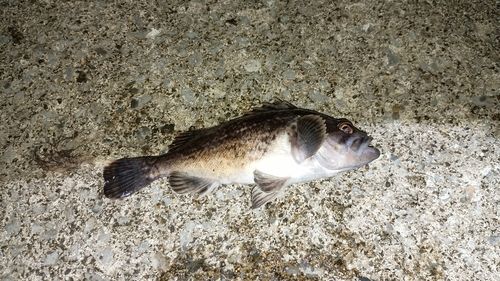 クロソイの釣果