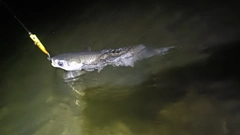 ボラの釣果