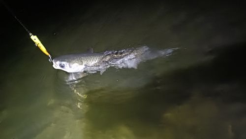 ボラの釣果