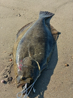 ヒラメの釣果