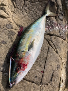 ガンドの釣果