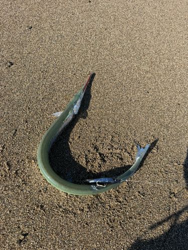 ダツの釣果