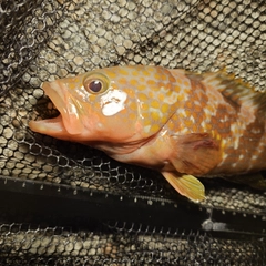 キジハタの釣果