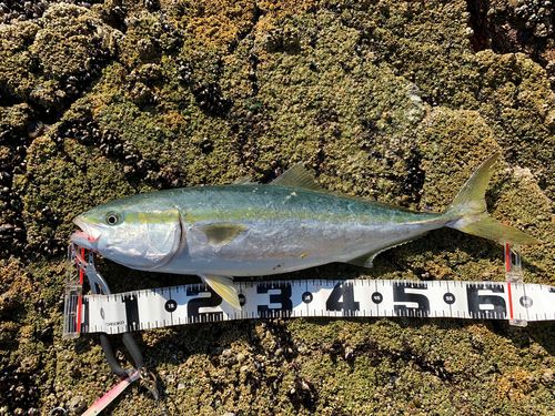 ワラサの釣果