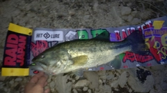 ブラックバスの釣果